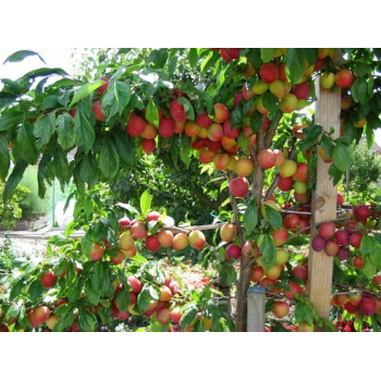 ŚLIWA MIODOWA bardzo duże owoce - sadzonki 90 / 140 cm